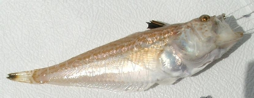 peixe aranha